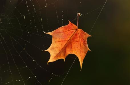 蜘蛛网，滴，露水，叶子，枫叶，秋天