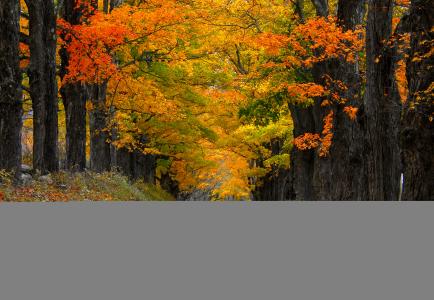 秋，性质，路径，叶子，山，秋天，多彩，树木，道路