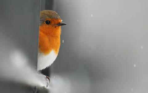 罗宾，雪，鸟，窥视