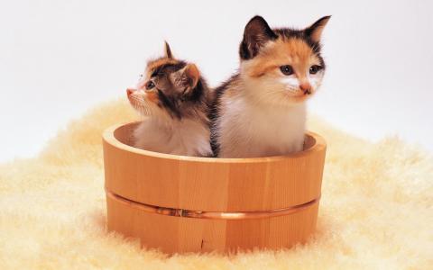 橡木桶，小猫