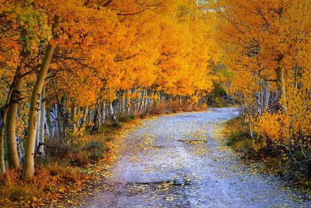 路，树，秋天，叶子
