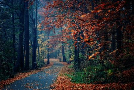 长凳，性质，树木，公园，秋天