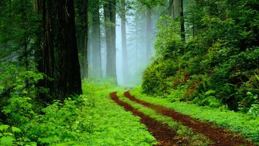森林，路，树，雾，性质