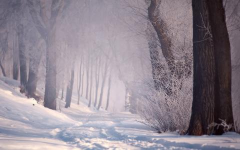 雪，森林，冬天，路