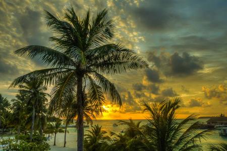马尔代夫，日落，海，棕榈树