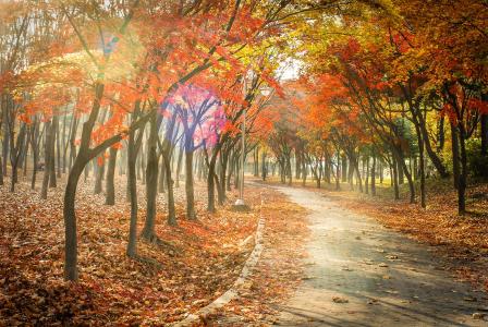 秋天，公园，路，树，景观