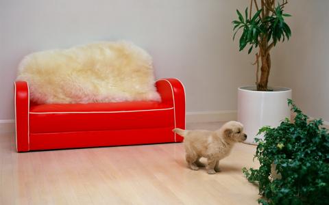 红色沙发，小狗，花