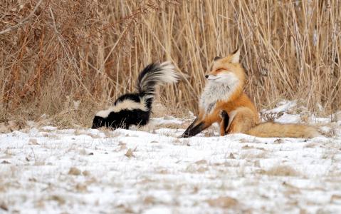 狐狸，臭鼬，甘蔗，雪，冬天，情况