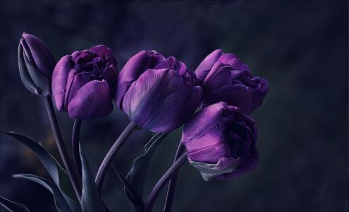 鲜花，紫色，郁金香