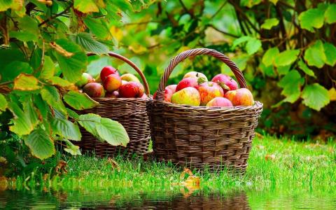 草，篮子，苹果，水果