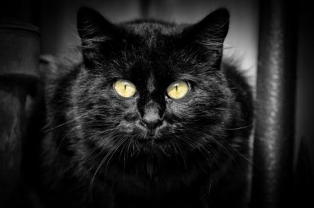 肖像，黑色，猫，猫，看