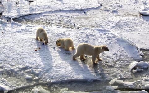 北极熊，北极熊，小熊，熊，北极，熊