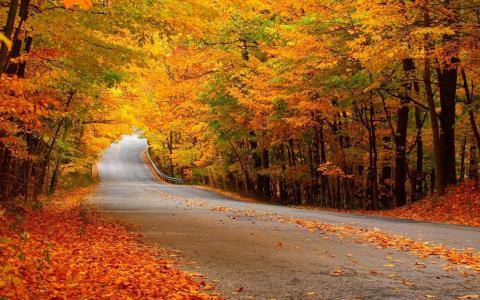 森林，路，秋天，黄色的树叶