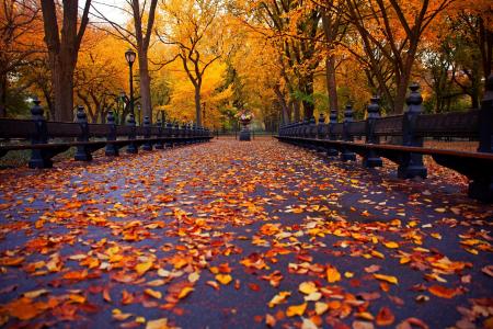 公园，性质，秋季，长凳