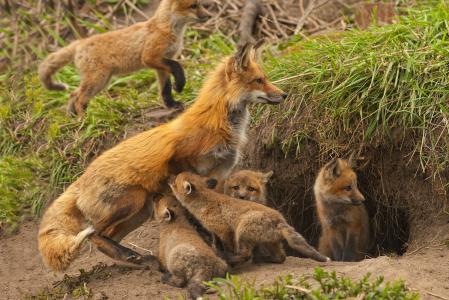 狐狸，狐狸，孕妇，孩子，幼崽，洞穴