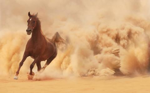 马，跑步，沙子，灰尘
