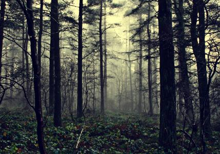自然，错觉的雾，森林，雾