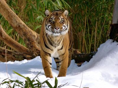 老虎，野猫，捕食者，冬天，雪