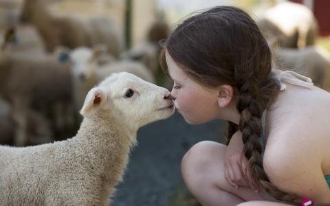 孩子，羊，羊羔，亲吻，温柔，感觉，动物