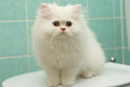 小猫，波斯，蓬松，白色，猫，猫