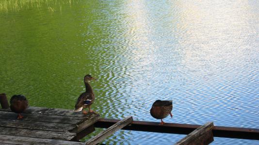 鸭子，池塘