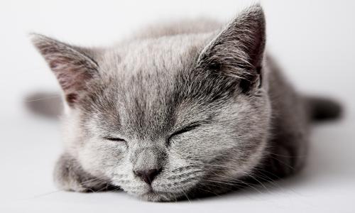 灰色，猫，猫，小猫，猫，小猫，睡着了