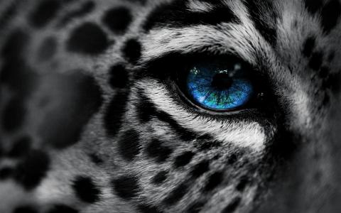 豹，眼睛，豹子，眼睛