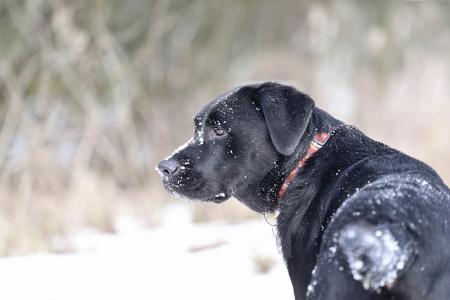 领，狗，雪