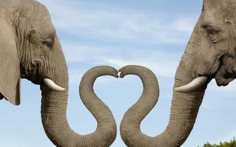 大象，树干，爱情