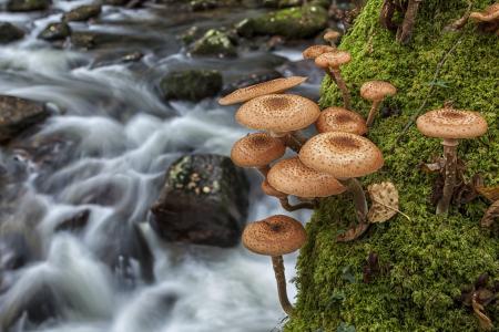 蘑菇，蘑菇，青苔，河，宏