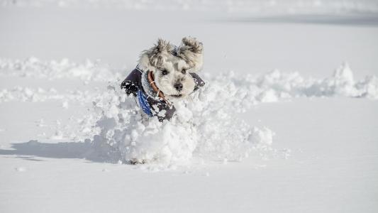 朋友，雪，狗，冬天，看