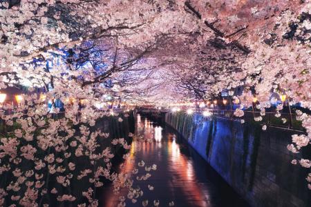 运河，开花，日本，樱花，春天