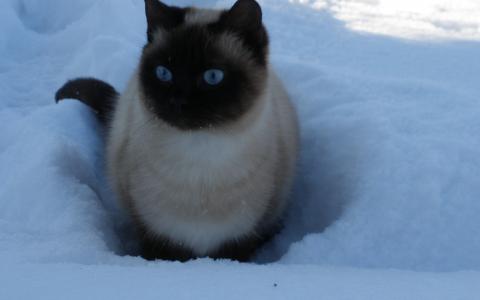 猫，蓝色的眼睛，雪，冬天