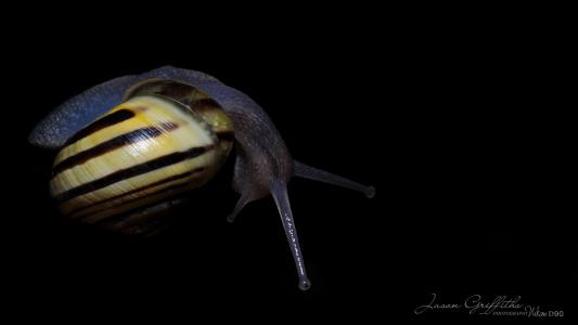 蜗牛，壳，宏，黑暗的背景