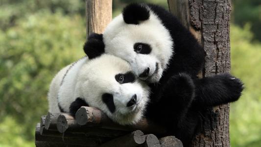 熊猫，无伤大雅的表情，爱情