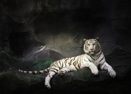 白虎，老虎，野猫，休息，岩石，石头