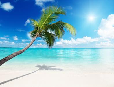 棕榈树，沙滩，海