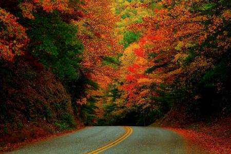 美国，北卡罗莱纳州，秋季，十月，路，森林，涂料