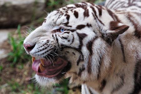 白虎，捕食者，咧嘴笑