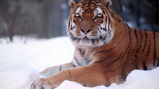 老虎躺在雪地上，森林里