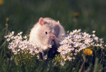 鼠，花，啮齿动物