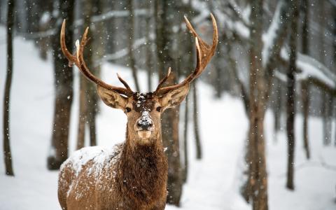 森林里的鹿，树，雪，冬天
