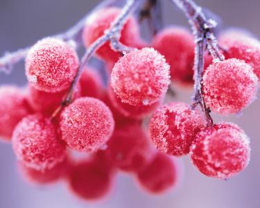 花楸浆果，白霜，浆果，分支