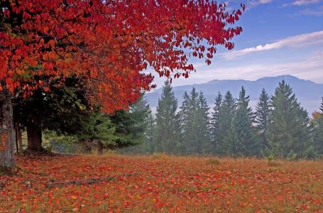 罗马尼亚，秋天，森林，树木，山，景观