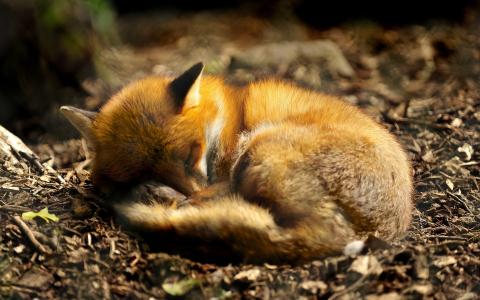 狐狸睡着了，尾巴
