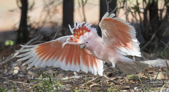 美冠鹦鹉 - 印加，米切尔主要美冠鹦鹉，沙漠鹦鹉，鹦鹉，鹦鹉，鸟，翅膀