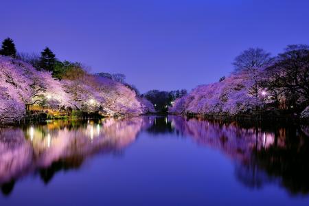 日本，大阪，城市，公园，湖，照明，灯，晚上，蓝色，天空，树，樱桃，樱花，开花