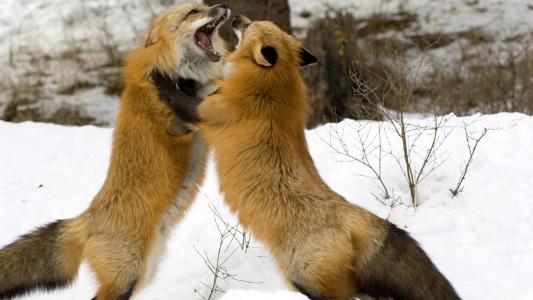狐狸，战斗，冬天