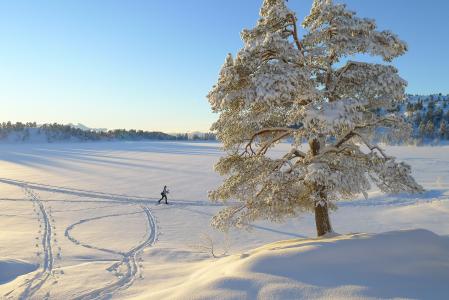 冬天，孤独的树，滑雪者，景观