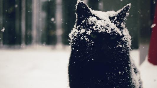 凝视，kote，眼睛，猫，阴沉，雪